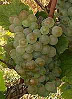 grappe de l' Aligoté