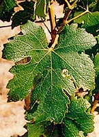 feuilles de l' Arbanne (photo ENTAV)