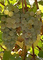 grappes de l' Auxerrois