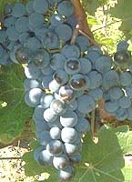 grappes du Cabernet franc