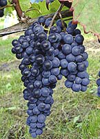 grappe du Cabernet-Jura (photo www.brabantsewijnbouwers.nl)