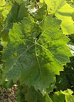 feuille du Carignan noir