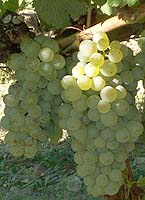 grappes du Chenin blanc
