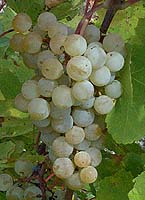 grappe du Couderc 13