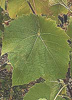 feuille du Couderc 7120