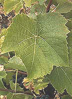 feuille du Couderc 7120