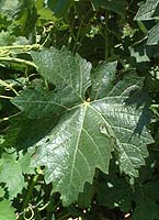feuille de l'Egiodola