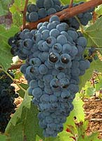 grappes de l'Egiodola