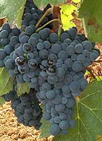 grappes de l'Egiodola
