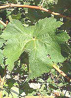 feuilles de l'Emperor