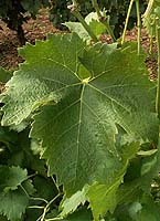 feuille du Frankenthal