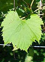 feuille du Frontenac blanc