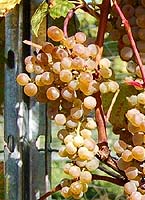 grappes du Frontenac blanc