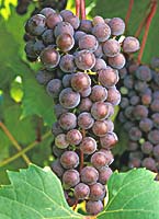 grappes du Frontenac gris