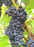 grappes du Frontenac noir