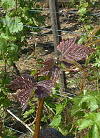 bourgeonnements du Gamay Fréaux