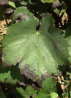 feuilles du Gamay Fréaux