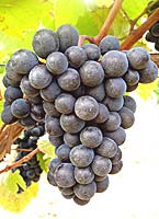Grappe du Gamay Fréaux