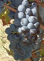 grappes du Grolleau noir