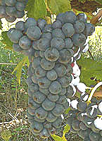 grappe de l'Humagne rouge