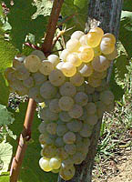 grappe de la Jacquère