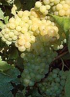 grappes du Macabeu