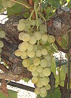 grappe de la Madina