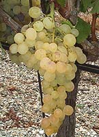 grappe de la Madina