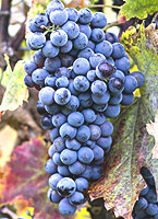 grappes du Mendeleum noir (photos www.vivc.de)