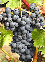 grappe du Mendeleum noir (photo borgraft.ru)