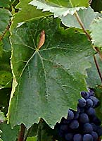 feuille du Mollard