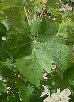 feuilles du Morescono