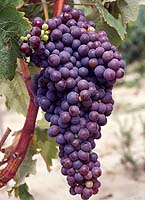 grappe du Morescono (photo E.N.T.A.V.)