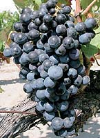 grappe du Morescono (photo E.N.T.A.V.)