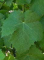 feuilles du Morrastel