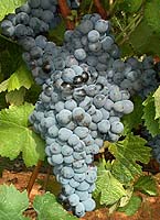 grappes du Morrastel
