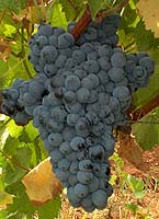 grappe du Morrastel