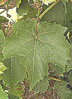 feuilles de l' Oberlin noir