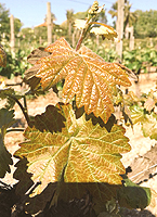 bourgeonnement de la Parellada (photo Supagro)