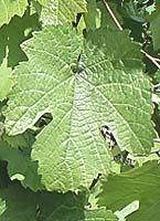 feuilles du petit Meslier