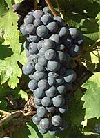 grappe du Zinfandel ou Primitivo