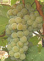 grappe du Sauvignon blanc