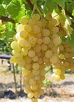 grappes de la Sultanine