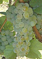 grappes du Sylvaner