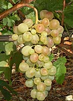 grappe du Tchilar