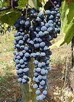 grappes de la Tinta Barroca (photo vinhasdechaves.blogspot.fr)