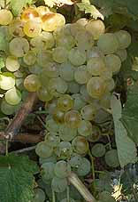 grappes du Vermentino