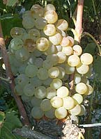grappe du Vermentino